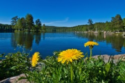 Projekt "PIKNIK" GRILL OSLO Sognsvann