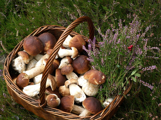 Dzień Grzybów 