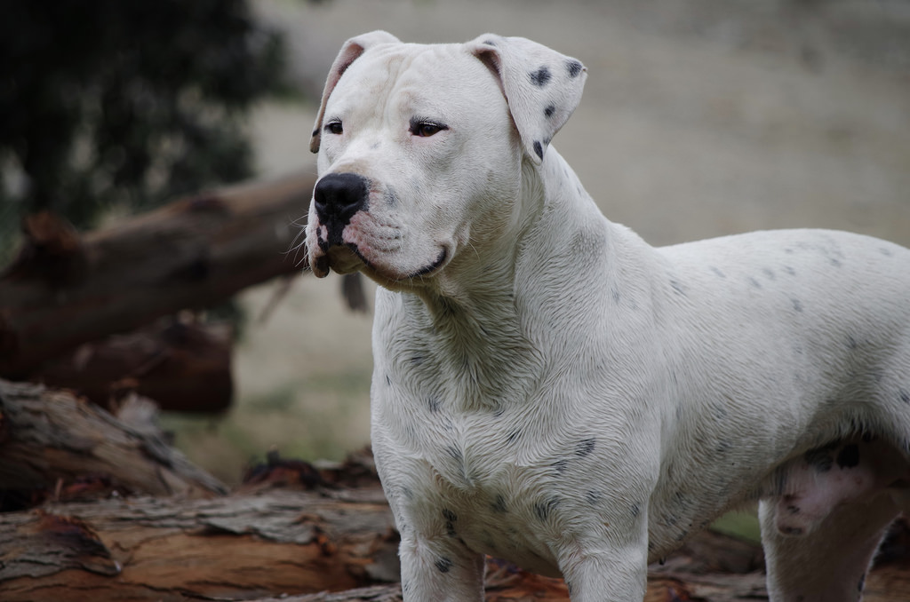 Dogo argentino