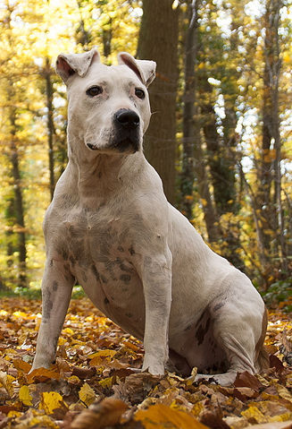 Amerykański staffordshireterrier