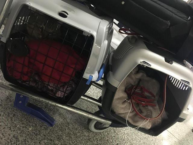 Zdaniem Norwegiana transporter musiał zostać uszkodzony na terenie lotniska, podczas transportu.