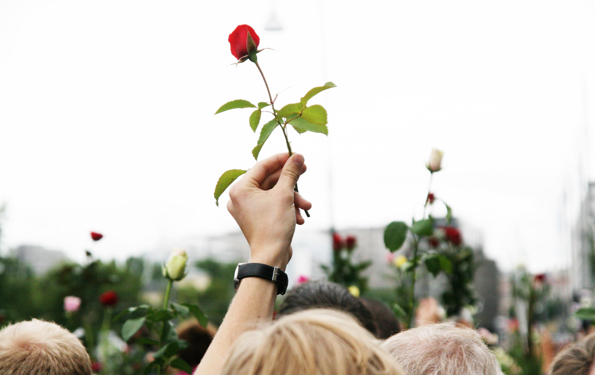 W 2011 słowem roku zostało „rosetog”.