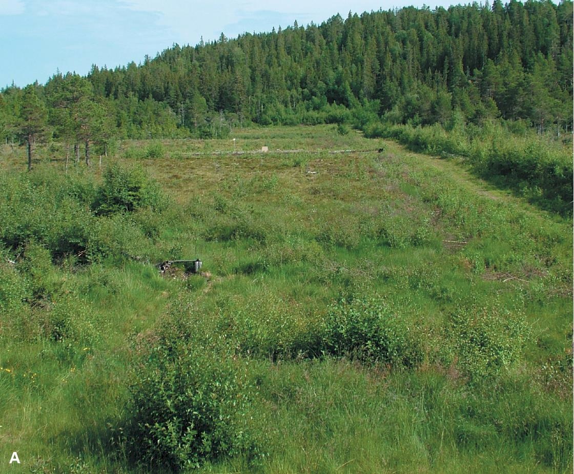 In the photo: remains of the Banemyra shooting range, through which St. Olavsleden passes.