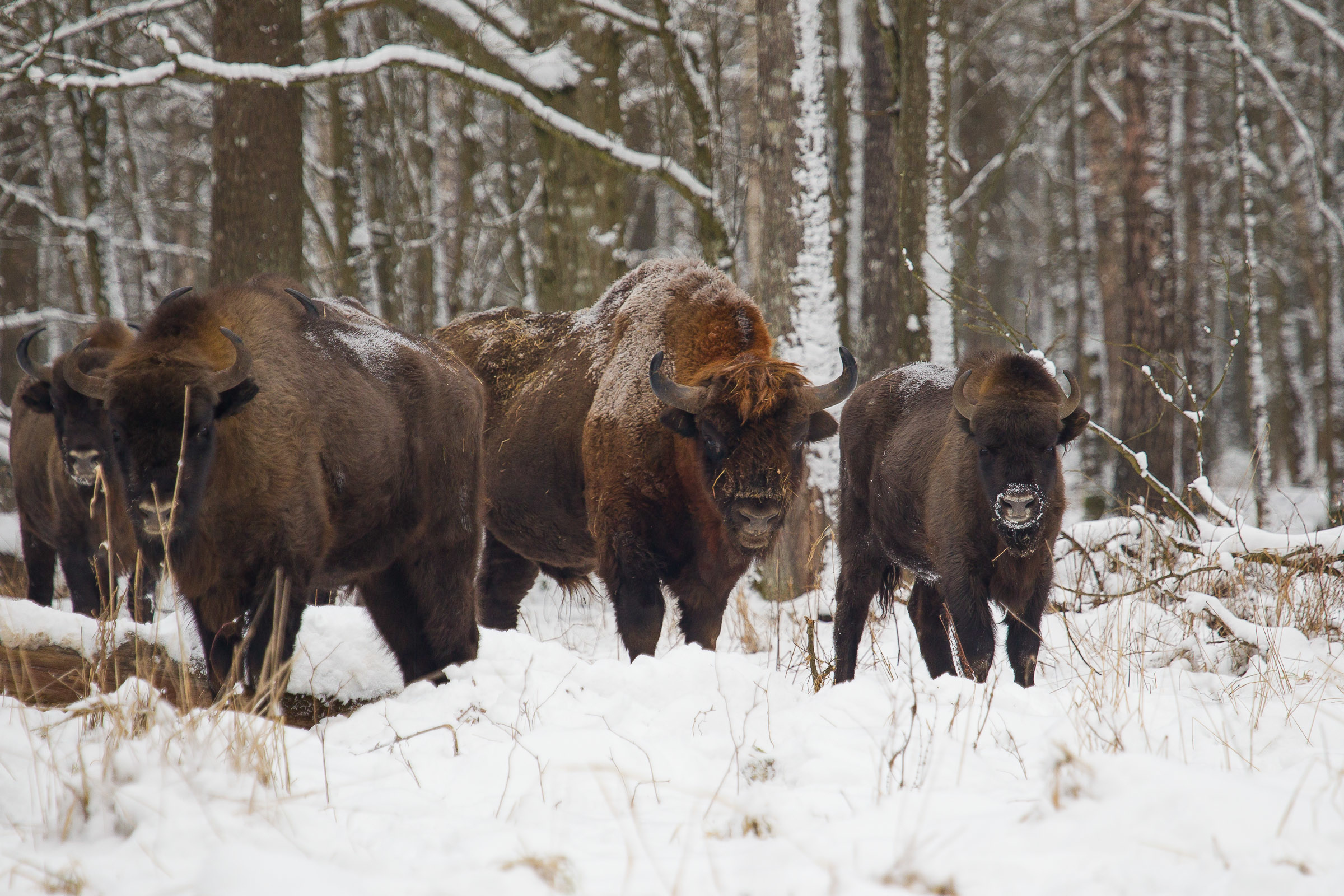 Żubry w Białowieży zimą.