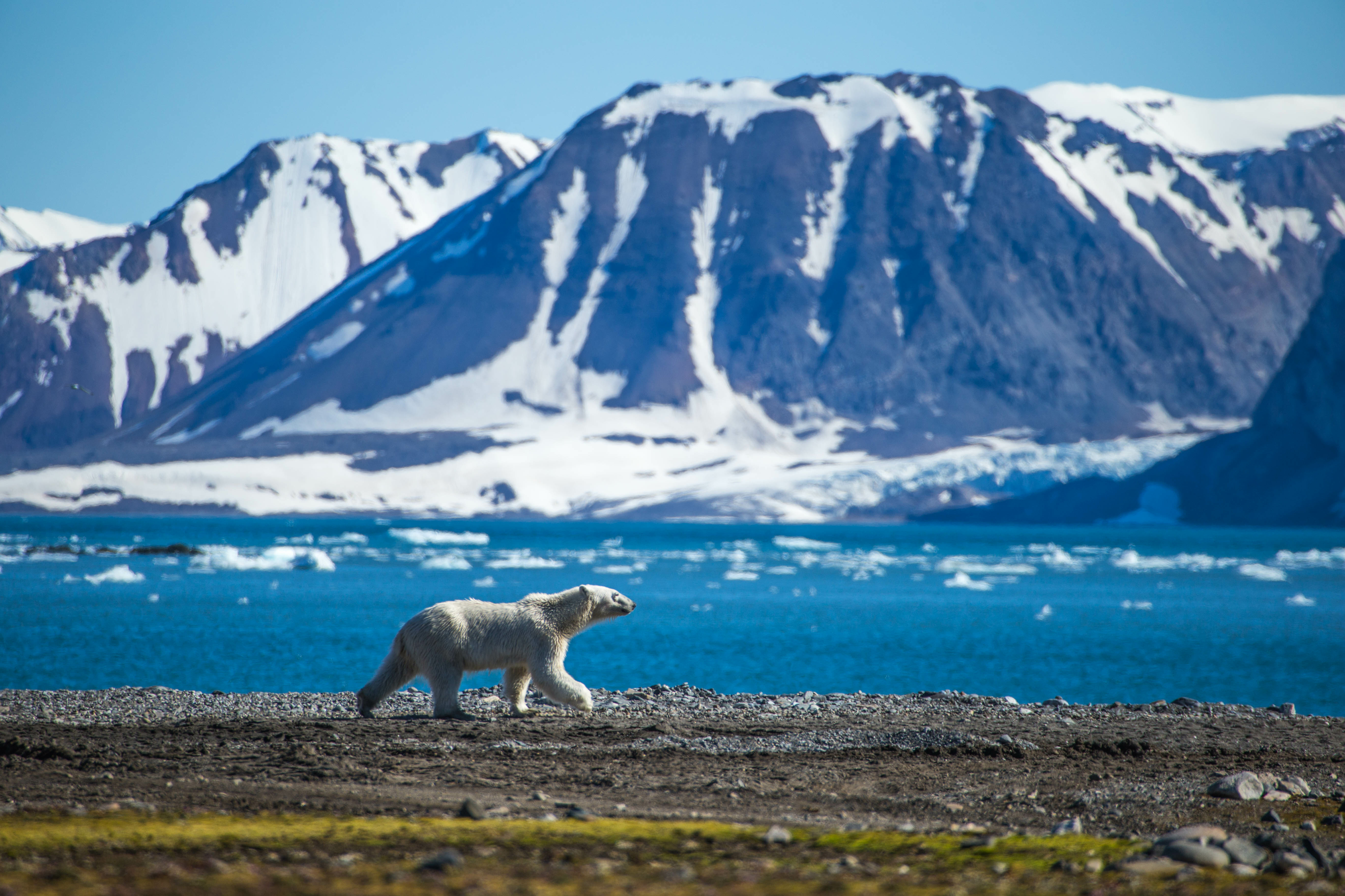 Klimat polarny to termin meteorologiczny określający regiony arktyczne ze średnią temperaturą najcieplejszego miesiąca w roku poniżej 10 stopni. 