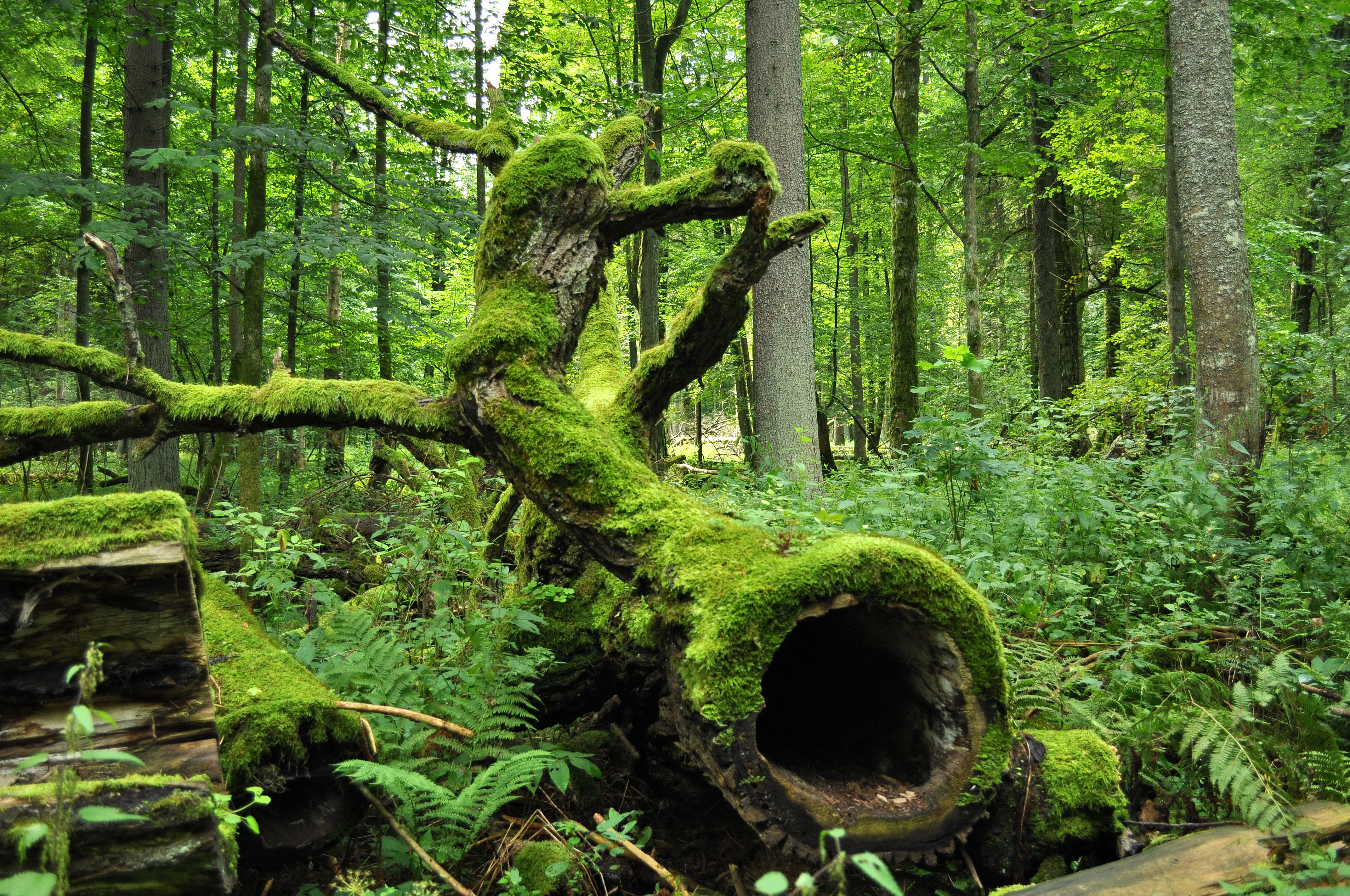 Białowieski Park Narodowy.