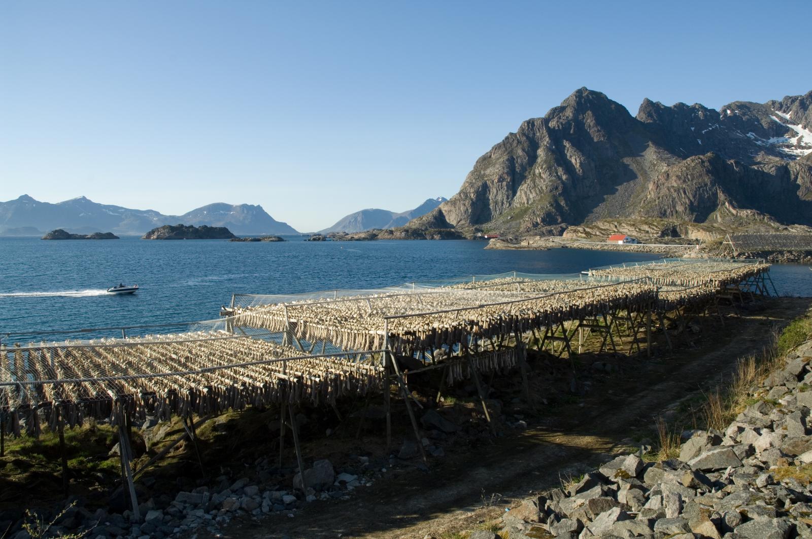 Stojaki na suszone dorsze w Henningsvær.