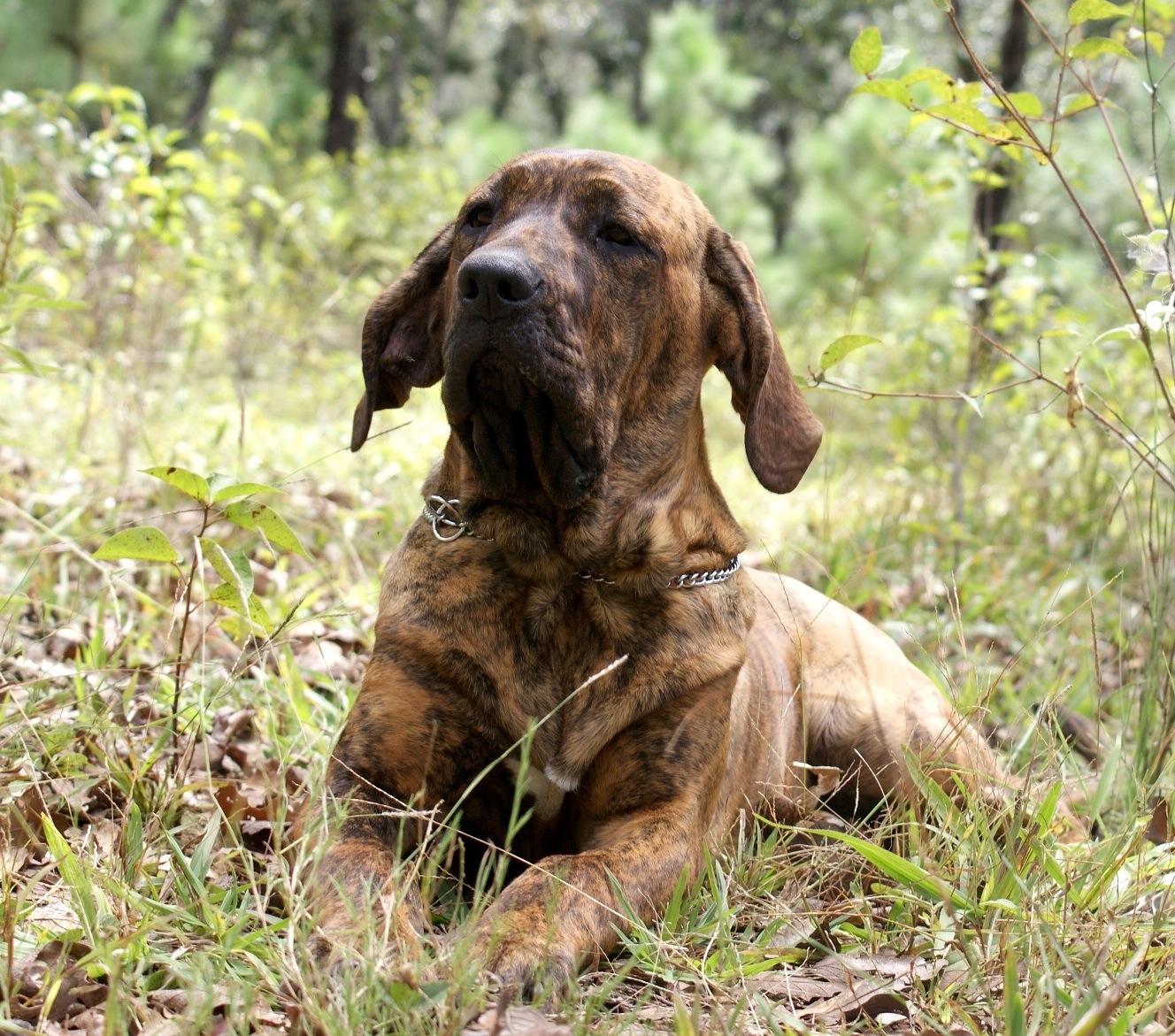 Fila brasileiro