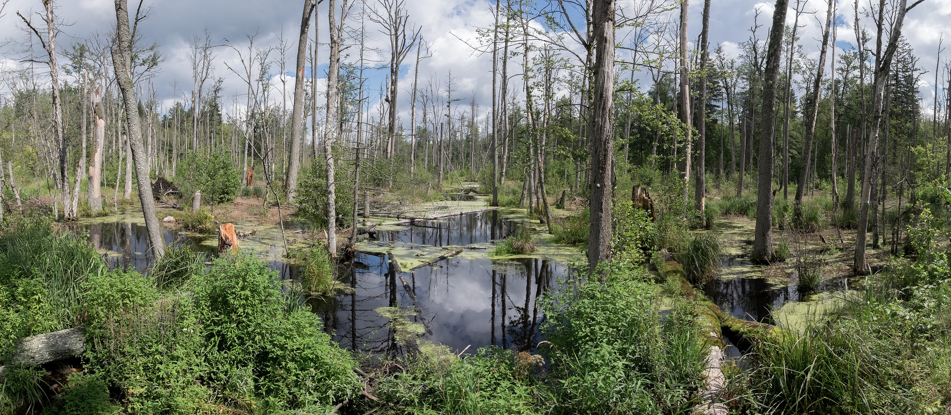 Puszcza Białowieska.