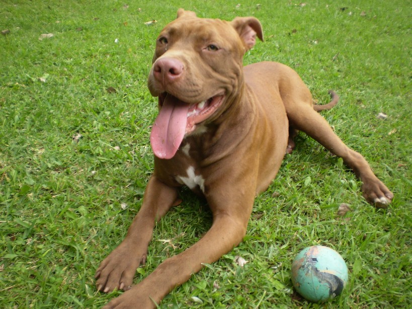 Pitbullterrier