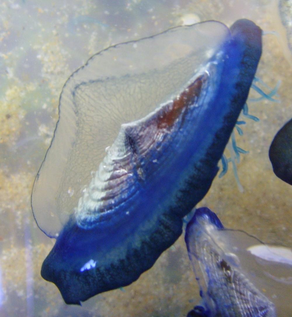Na zdjęciu: meduza Velella velella
