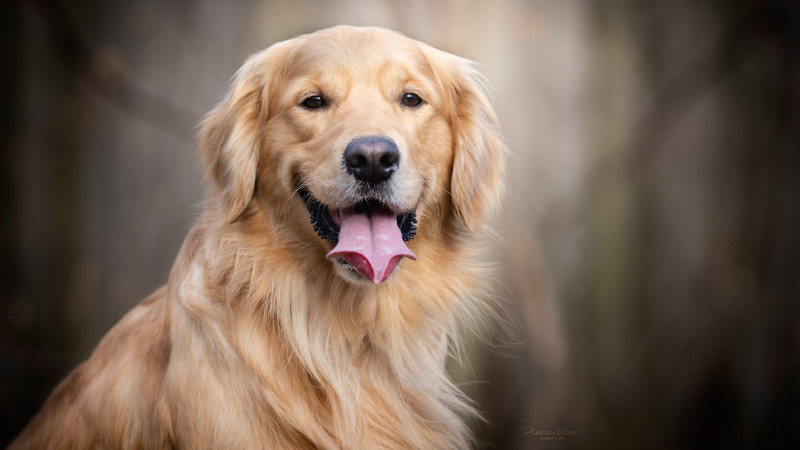Golden retriever pozował do Pomnika Szczęśliwego Psa na Mokotowie.