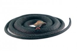 Gumowy wąż postrachem Bergen