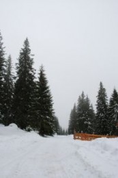 Wprowadzają reklamę do lasu 