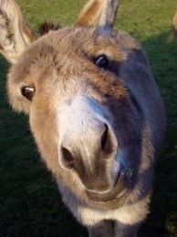 Osioł posłany w niebiosa na spadochronie