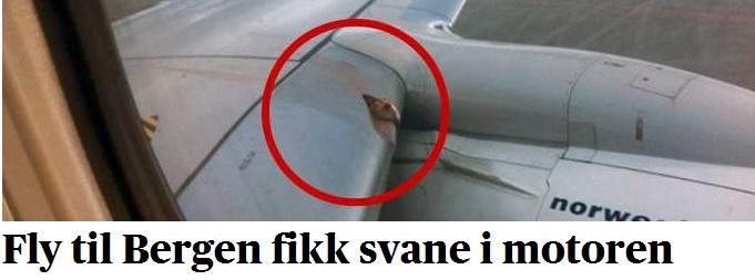 łabędź w silniku łabędź w silniku