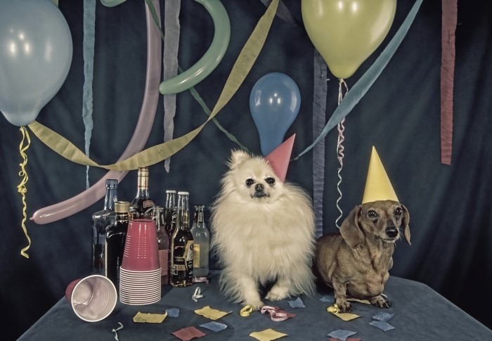 Party animals Party animals