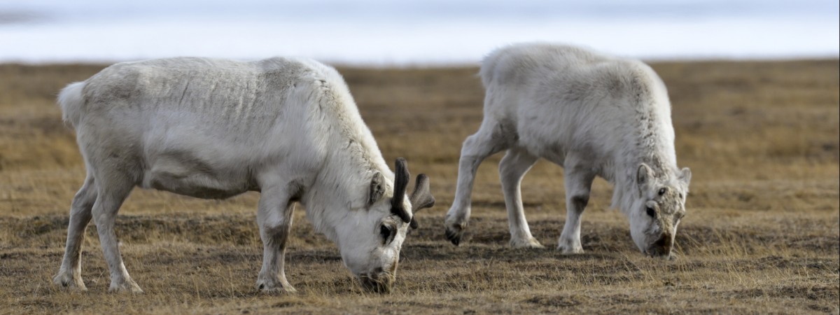 Renifery padły z głodu na Svalbardzie. Wszystko przez zmiany klimatu 