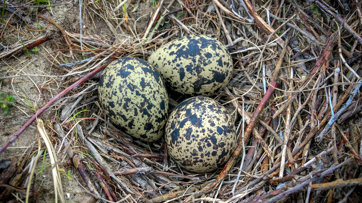 Sukces norweskich służb: złapani zuchwali złodzieje… jajek. Ukradli ich ponad 56 000