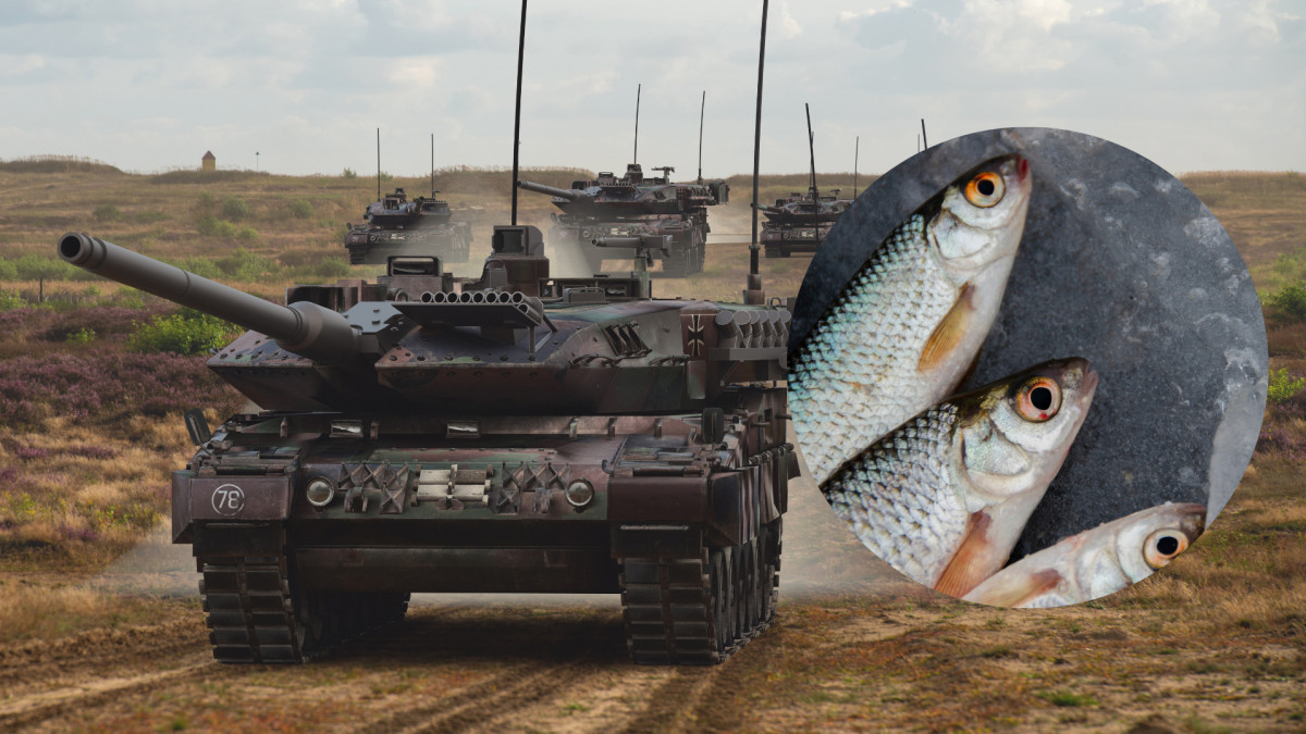 Śledzie i ziemniaki zamiast krewetek? Tak wyglądałaby wojenna dieta w Norwegii