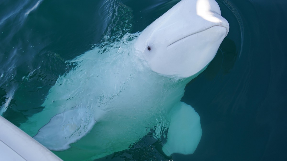 „Dajcie mu spokój”: proszą ludzi, by unikali kontaktu z białuchą Hvaldimirem