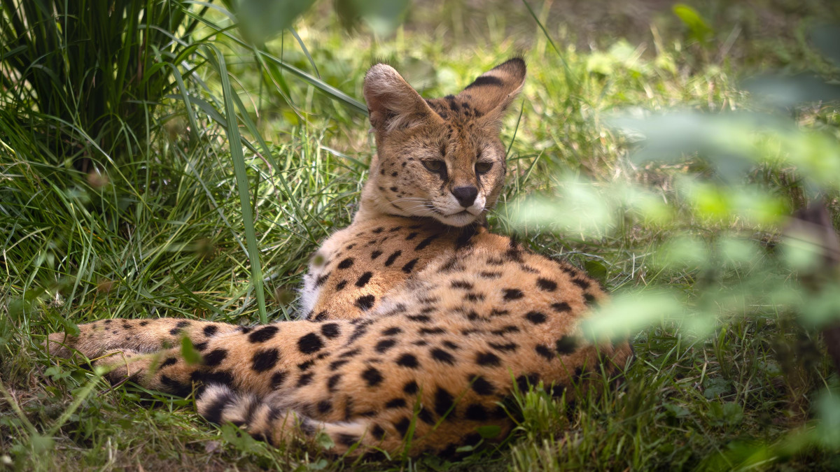 Importowała do Norwegii dzikiego kota, teraz grozi jej więzienie. Życie serwala Niño pod znakiem zapytania