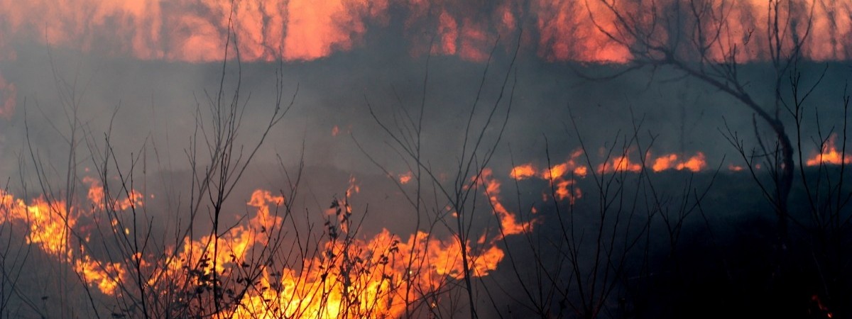 Głodne zwierzęta, zmarnowane zbiory i deficyt wody. Norwegia nie radzi sobie z suszą