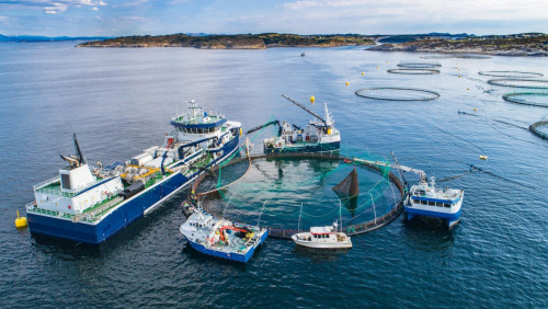 Hodowcy ryb w Norwegii nie będą aż tak stratni. Rząd obniży tzw. podatek łososiowy