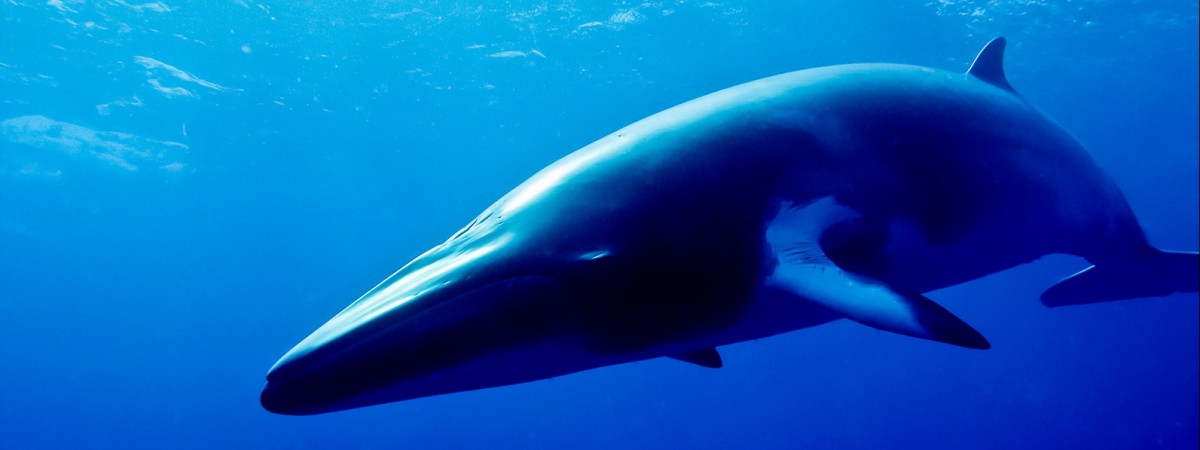 Norwegia znów zwiększa kwoty połowowe wielorybów. Mimo że popyt na ich mięso spada