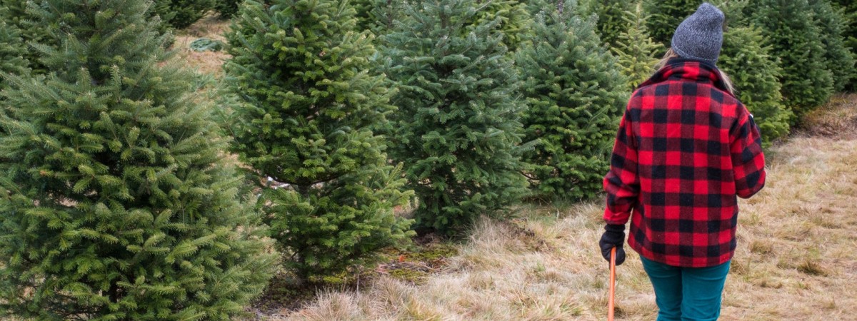 Świąteczny towar eksportowy: norweskie choinki robią furorę za granicą