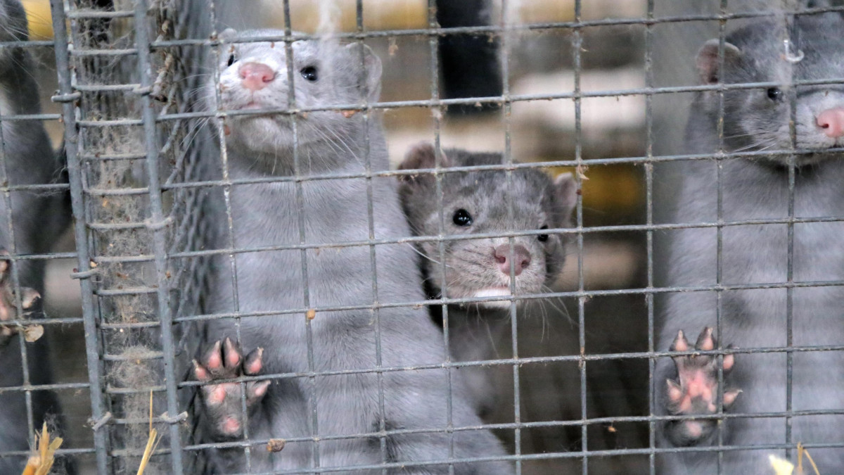 The Norwegian Fur Industry Has Ceased to Exist. Breeders Sue the State