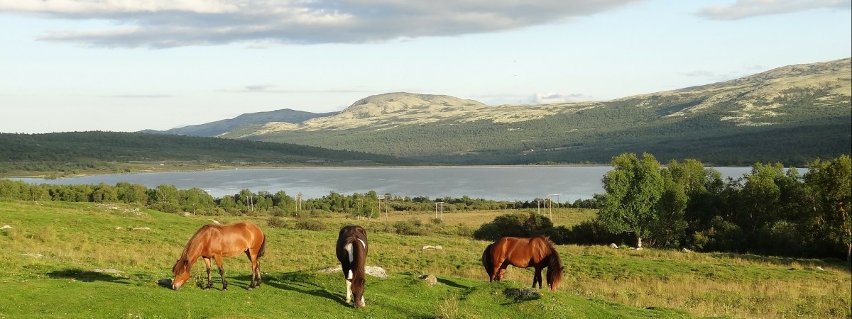 Zamiast nafty… koń. Szef Statoil o nowej nazwie koncernu: „Wiedziałem, że to nie będzie miłość od pierwszego wejrzenia”