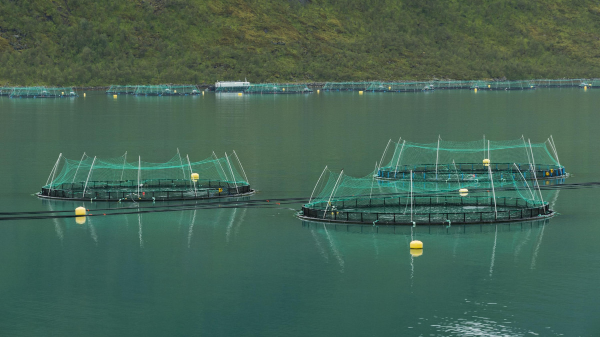Hodowcy łososia wyrolowali państwo. Znaleźli sposób, by nie płacić nowego podatku