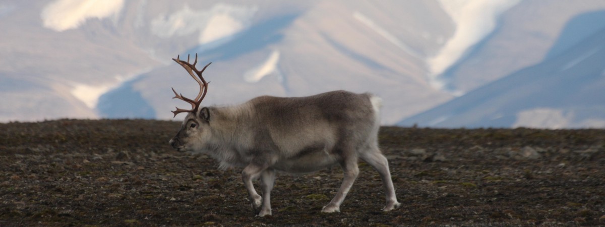 Większa populacja reniferów na Svalbardzie. Jest jedno „ale”: zwierzęta… kurczą się