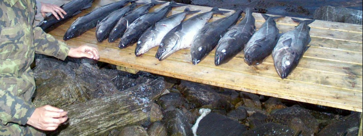 Przesadził z bagażem, mieli wypadek po alkoholu: w weekend Polacy dali się we znaki funkcjonariuszom