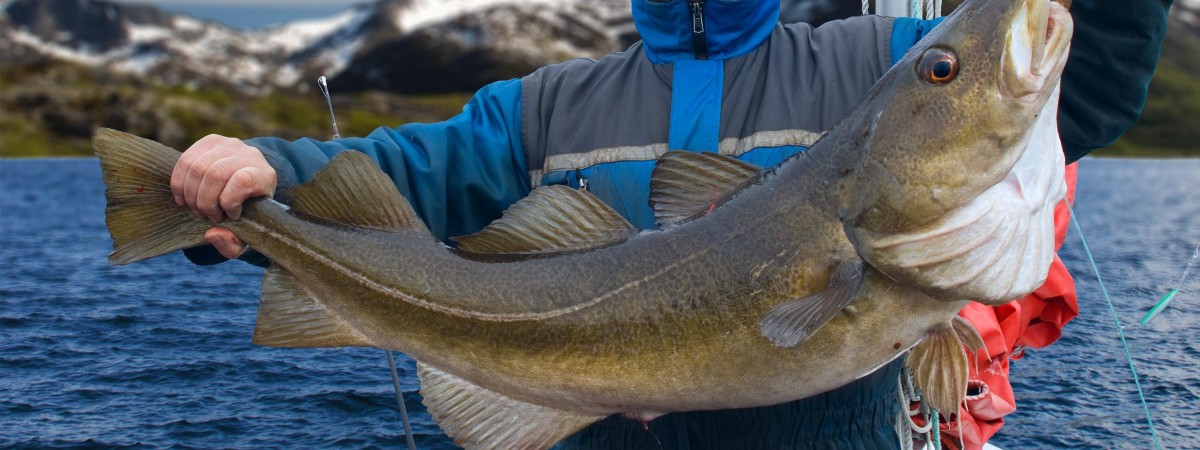 Koniec wyjazdów turystycznych na połów ryb w Norwegii? Wejdą nowe rygorystyczne przepisy