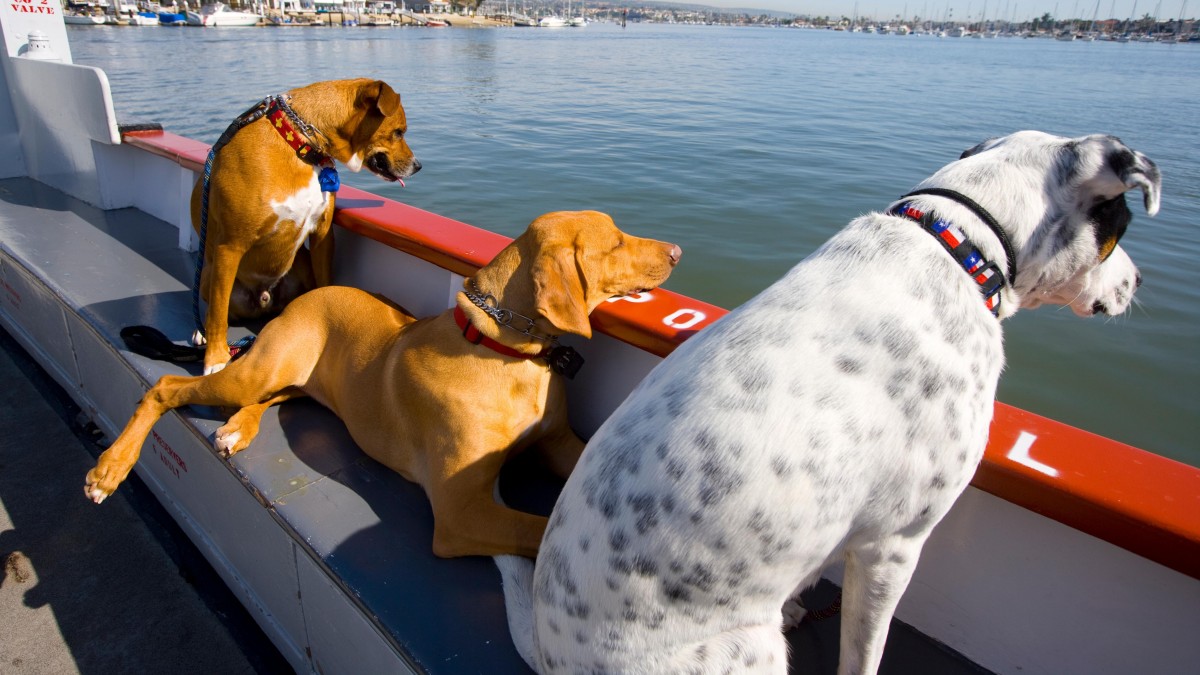Podróż promem w towarzystwie psa: zasady i wymagania