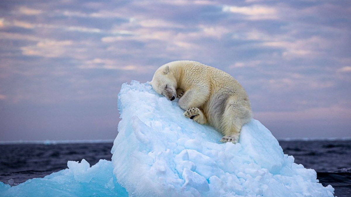 „Piękno i kruchość naszej planety”: zdjęcie niedźwiedzia ze Svalbardu zdobyło prestiżową nagrodę