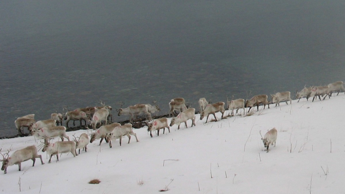 Kolejna farma wiatrowa do usunięcia? Nowa sprawa trafiła do sądu