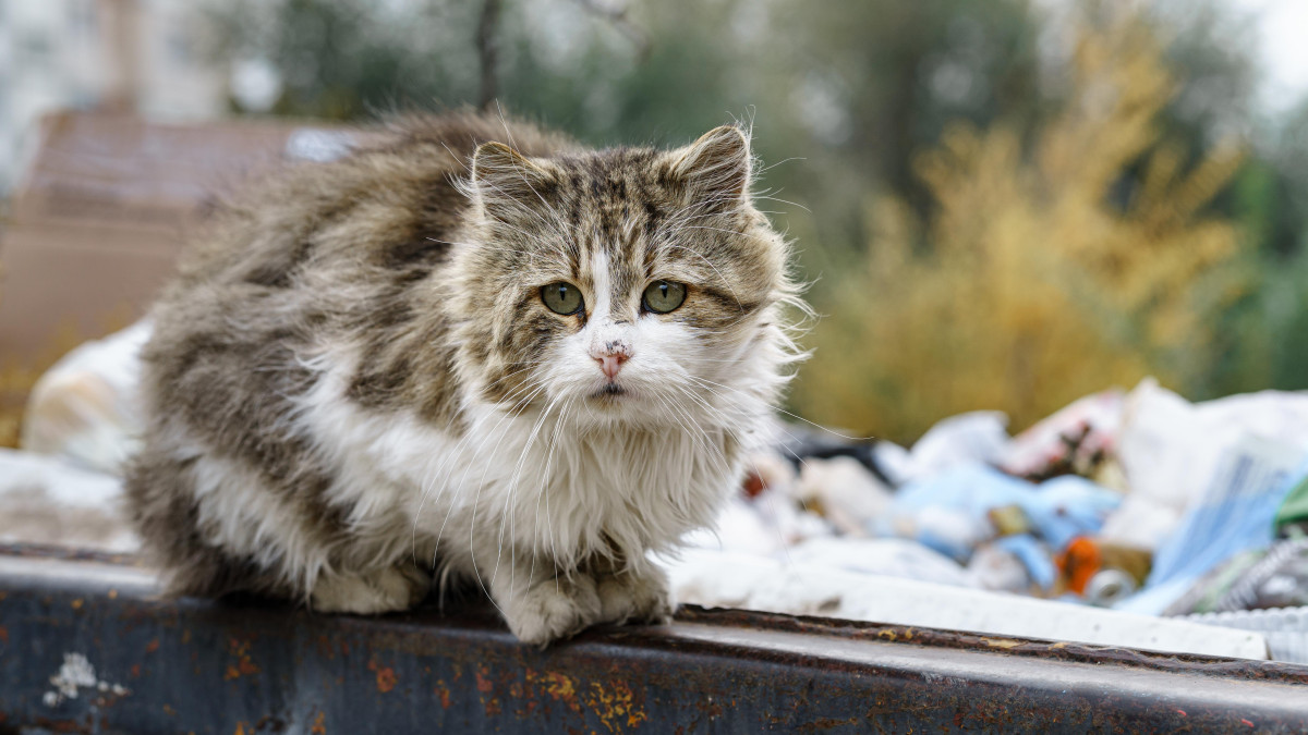Sezon wyrzucania zwierząt domowych w Norwegii trwa. Na ulicy lądują głównie koty i króliki