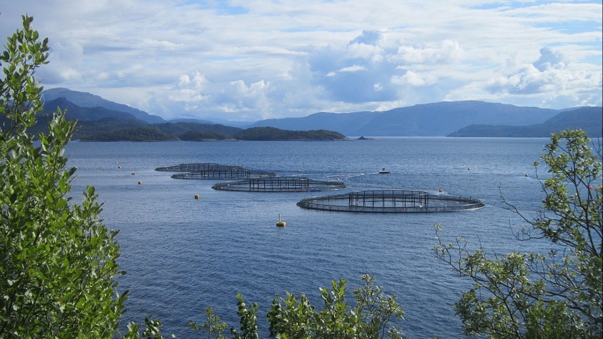 Łosoś i krewetki w cenie. Stany Zjednoczone i Polska coraz chętniej sięgają po norweskie owoce morza