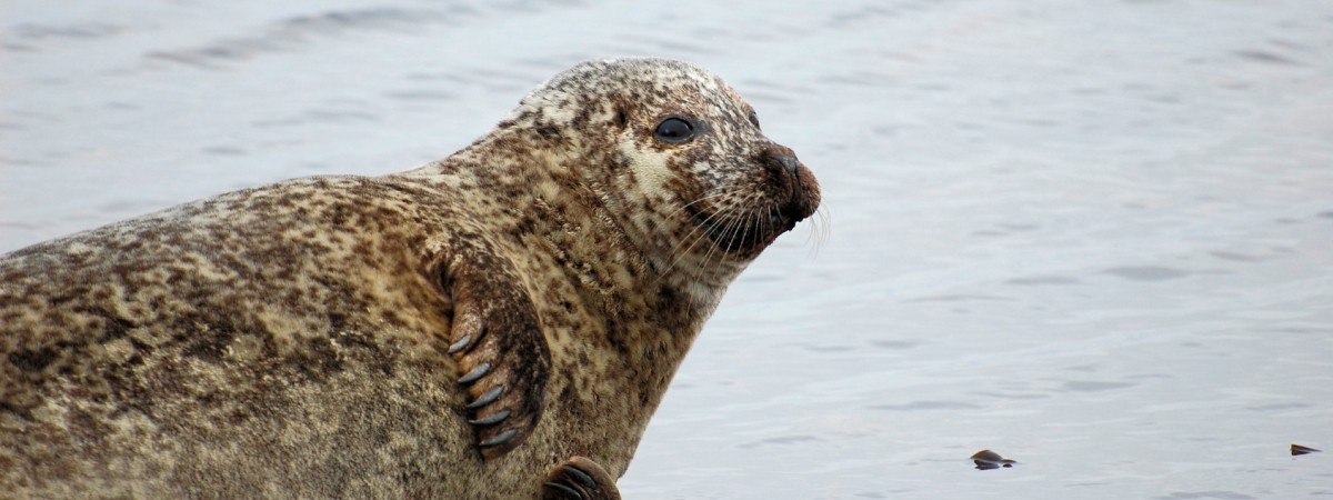 Nadmorski kurort przejęty przez... foki. Mieszkańcy i rybacy nie kryją złości