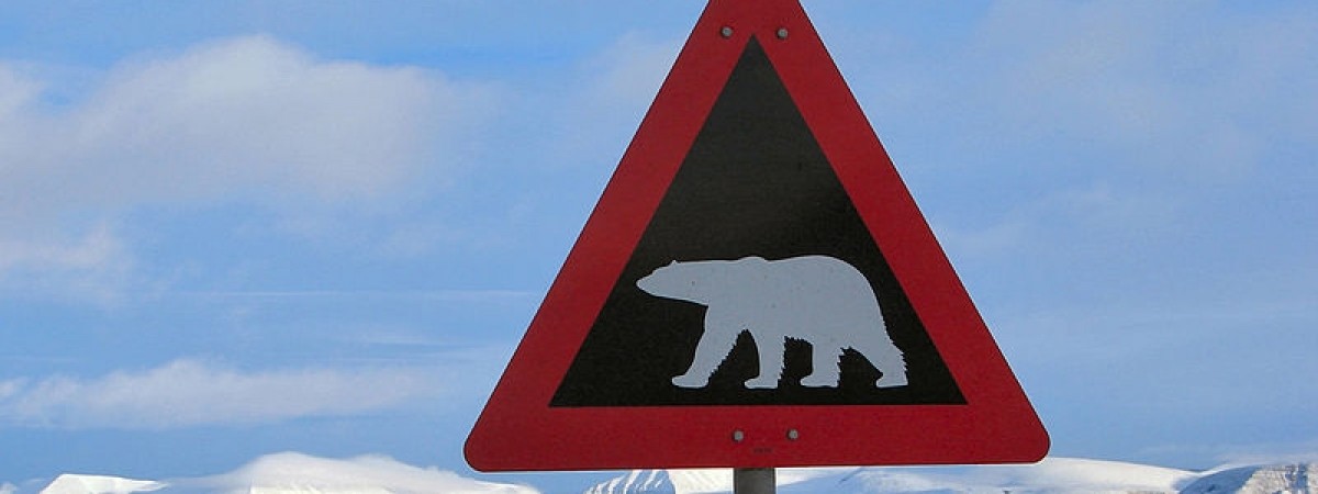 „To już kolejny raz”. Niedźwiedź polarny wdarł się na teren hotelu na Svalbardzie