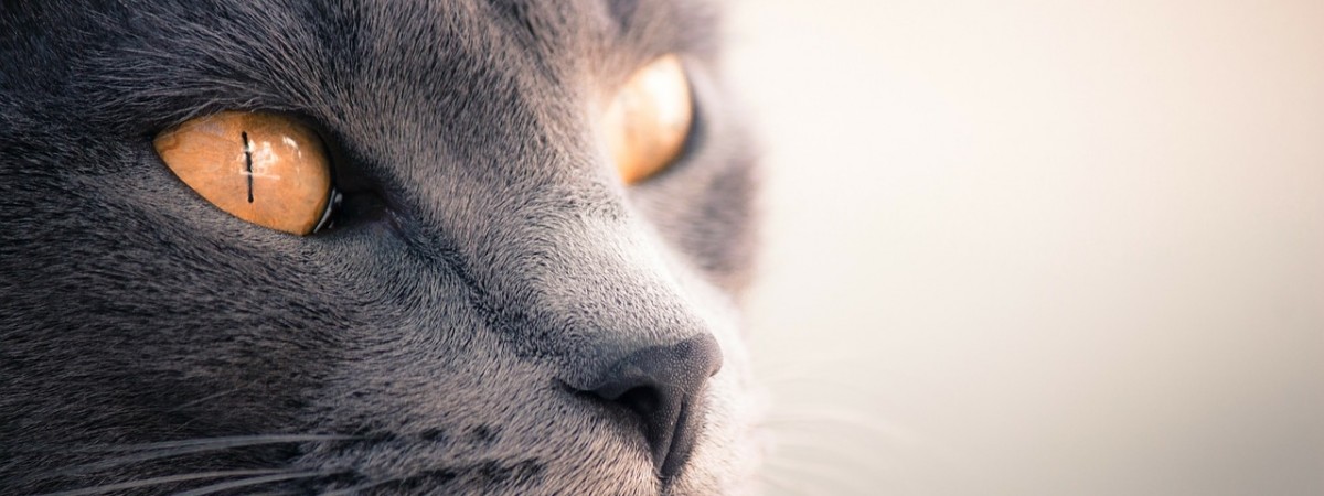 Koty mogą zarazić się koronawirusem? Nowe badania