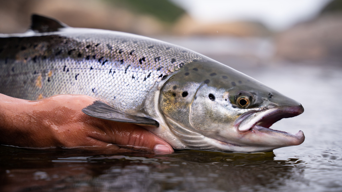 Ograniczone połowy łososia w norweskich rzekach. To najsurowsze zasady w historii