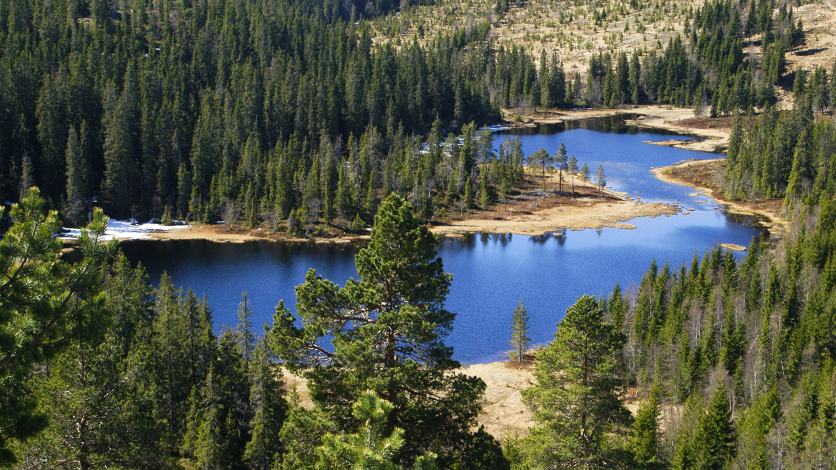 Nieużytki i pola uprawne zamiast lasów. Tak może wyglądać Norwegia w 2050 roku