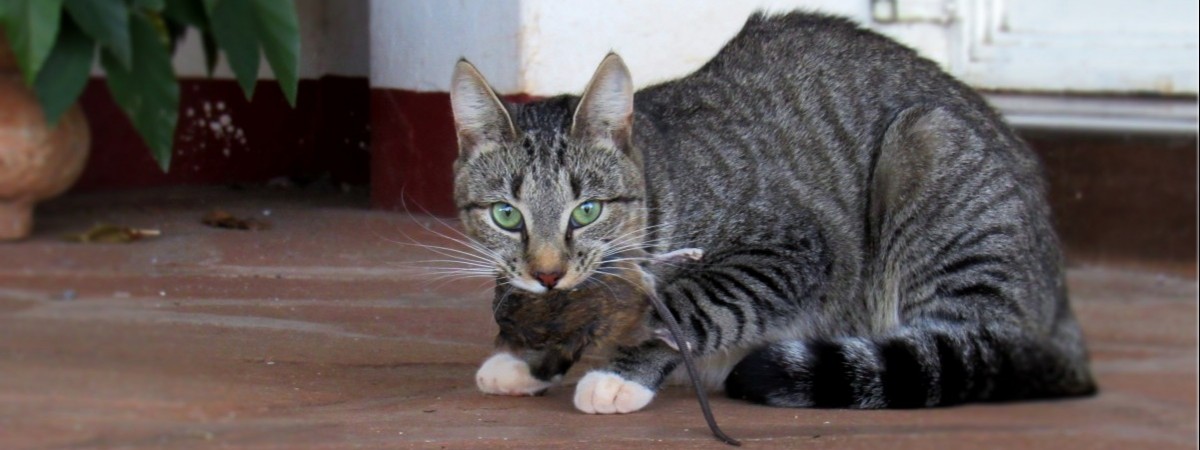 To nie żart. Wezwał policję, bo… kot nie chciał wyjść z domu