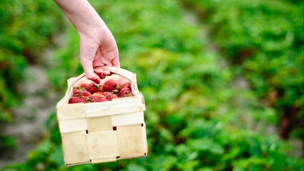 Trwają kontrole warunków zatrudnienia pracowników sezonowych