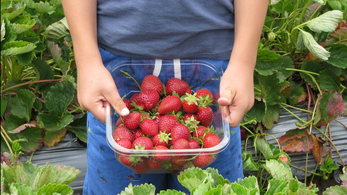 Norwegia z krajowymi truskawkami. Ceny przyprawiają o ból głowy