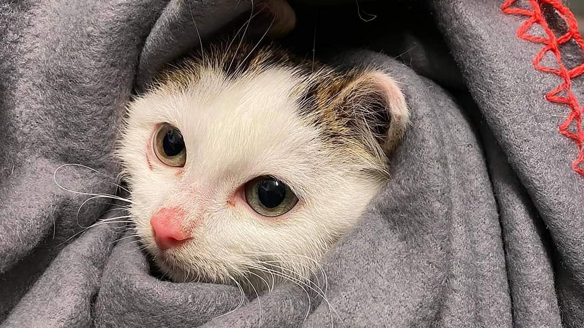 Wielkanoc to koszmar czworonogów: zaczyna się sezon porzucania zwierząt